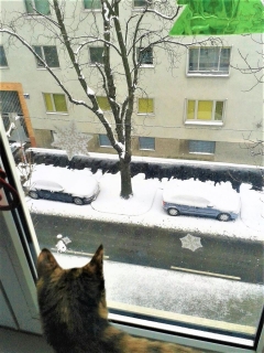 ▲窓から雪風景を眺める子猫のミーアティラちゃん(2017年1月8日午前、ウィーンで撮影)