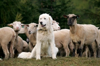 ▲牧羊犬(スイス・インフォから)