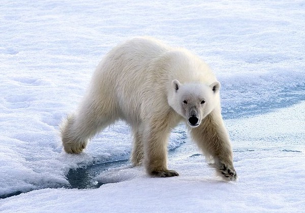 地球温暖化のファクトフルネス：シロクマは絶滅の危機か？ | アゴラ 